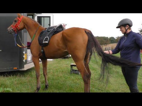 A Nine Mile Pleasure Ride 🏇🏼Getting Farouk ready for the Rockwith House Farm Thirn Ripon Ride