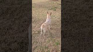 Video preview image #1 Mutt Puppy For Sale in Wakefield, RI, USA