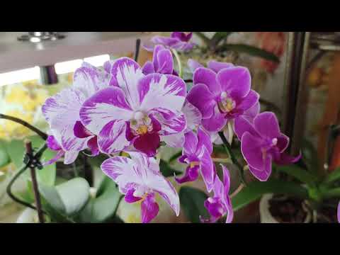 Время цветения орхидей, цветоносов куча, причина? не удар конечно а просто,,