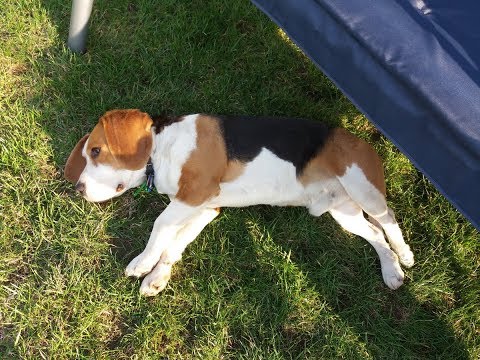 beagle fogyás hogyan fogyhatsz el