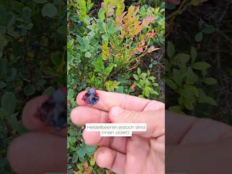 Vorsicht, GIFTIG!? #heidelbeeren #rauschbeeren
