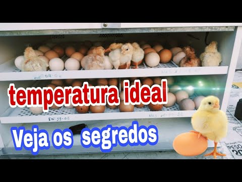 temperatura ideal da chocadeira: veja os segredos  para o sucesso🐣🐣🐣🐣