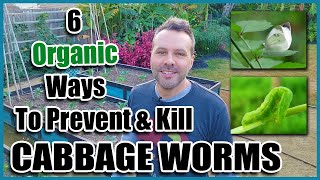 6 Organic Ways to Prevent and Kill Cabbage Worms