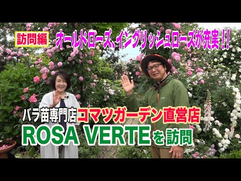バラの茂み「アルベルティーン」
