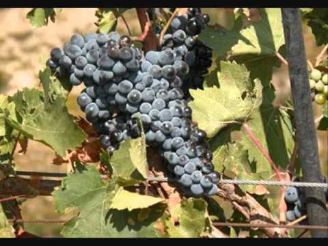 Cyprus Farsa - Ampelourgos / Κυπριακή Φάρσα - Αμπελουργός