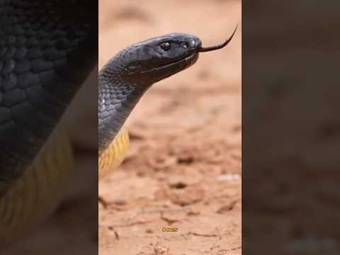 Australia's Lethal Inland Taipan Snake😱😳😲