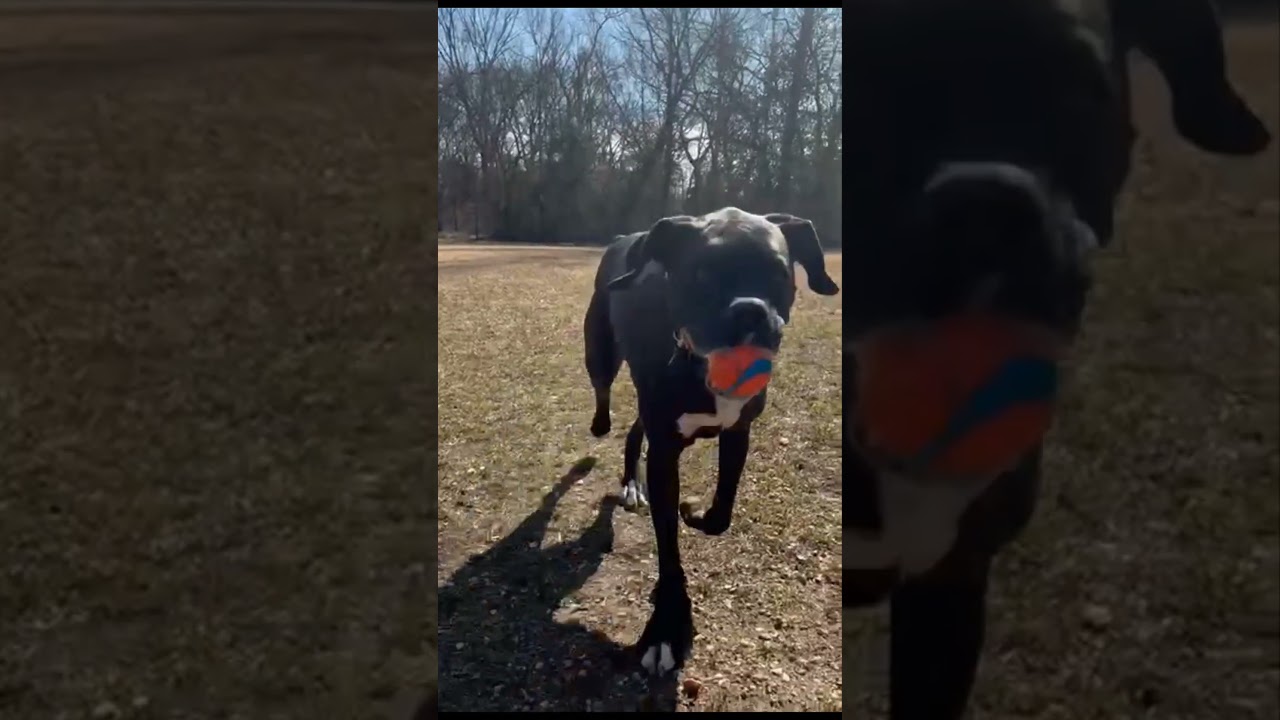 Onyx, a Adoptable Boxer in Fredericksburg, VA video 4/4