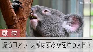 減るコアラの天敵は人間？ 試行錯誤の保護現場