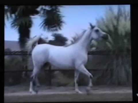 OM EL SHAINA  - Om El Arab Mare