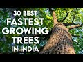 30 Fast Growing Trees In India Shade Trees Plants For Home Gardening