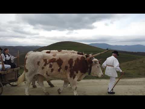 Carul cu boi - Apuseni!