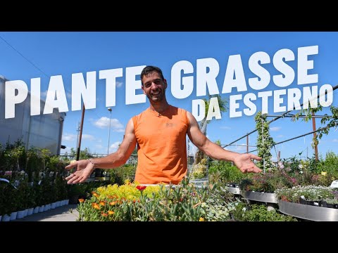 What are the Succulents that you can put on the Balcony or in the Garden?