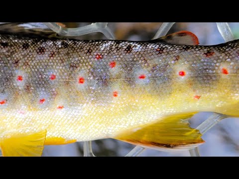 Exploring Small Wild Brown Trout Streams