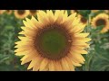 Sid The Science Kid The Buzzing Bee Song HD 1080p