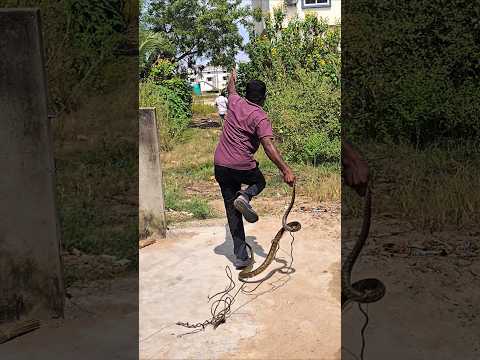 #Indian #Rat snake Rescue non venomous