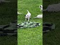 Dalmatian dogs for sale: Rex❤️Akc Genetic Health Tested  - Video 1