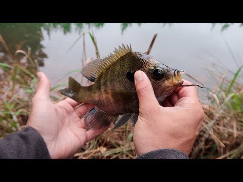 Fishing With GIANT Livebait (HUGE BASS) Video