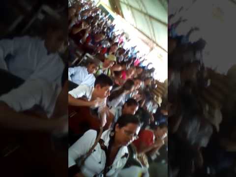 Criollito de pura cepa