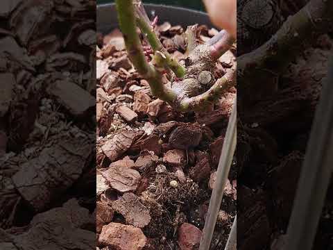 ディプラデニアにいつ水をやるのですか？文化、アドバイス、手法  庭園