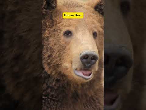 top5 Powerful Sounds of wild animals!  #original #animals #wildlife #naturesvoice