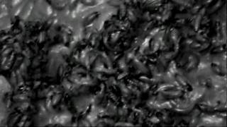 preview picture of video 'Ako sme nasli cervy01.mpg'