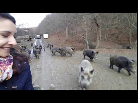 Bors and deers at Saciova, Covasna