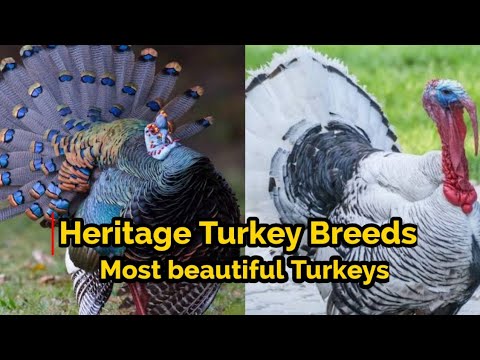 , title : 'Best Turkey Breeds in The World | Heritage Turkey Breeds | 5 Most Beautiful Turkey Breeds'
