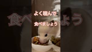 ちる　食べ放題に挑戦　#kawaii #ハムスター #キンクマ #可愛い #pets #japan #かわいい #癒し #follow #cute #バイキング #食べ放題  #東京ハイジ