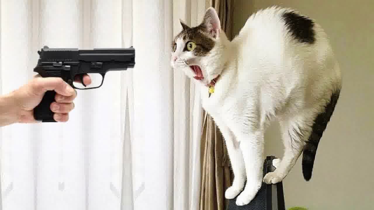🙀 TRY NOT TO LAUGH 🐱 Best Funny Videos compilation Of The Month 😹