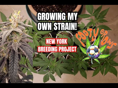 Seed To Harvest // Making My Own Strains! New York Breeding Project (Part 1)