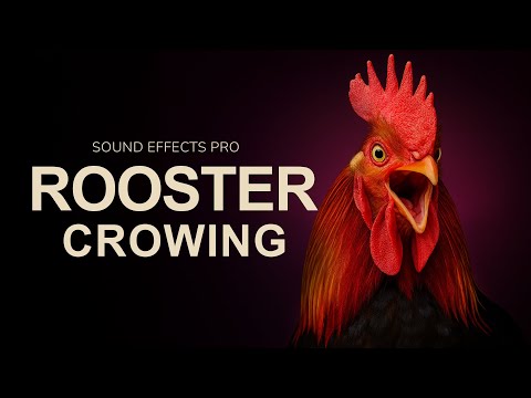 How Rooster Crowing Sounds Were Used to Create Legendary Hip-Hop Beats