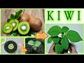semis de kiwi sans frais de la perte de fruits