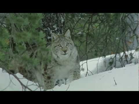 ANIXE Trailer - Spielfilmdoppel am Samstag