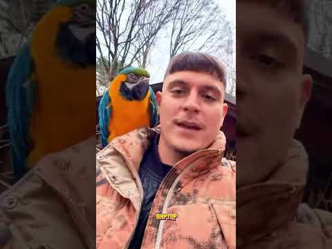 Don't bite me 🦜😅 Black Snake | RAPTOP