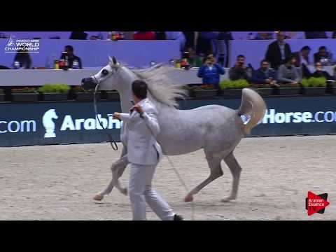 N.103 ALEXXANDERR - Paris 2017 - Junior Colts (Class CM5B)