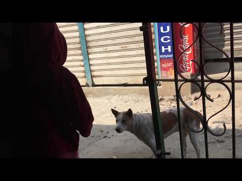 2019 01 08 LOVE FOR ALL CREATURE