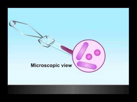 Gram Stain HD Animation