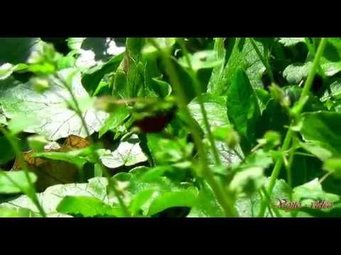 becixmat - Relax 2140 - Príroda - Nature - Full HD