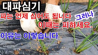 대파심기. 파는 언제 심어도 됩니다. 그러나 이때는 피하세요. 이유는 이렇습니다.(대파재배, 백합과 작물, …