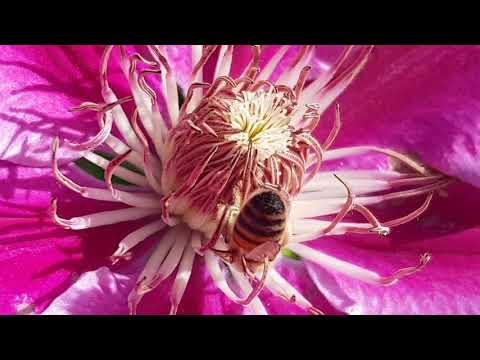 L'ape che succhia il Polline