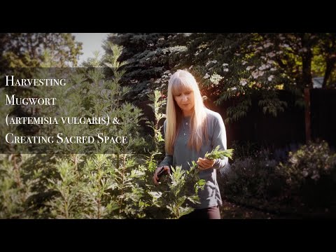 Creating sacred space with Mugwort (Artemisia vulgaris)