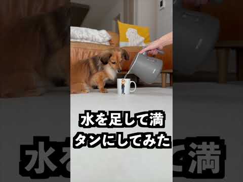 おじさんの服が脱げるコップが見てられなかった！