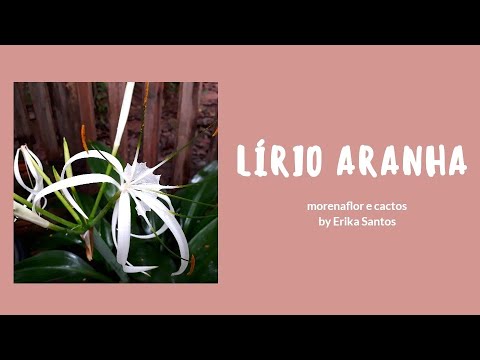, title : 'Nova flor no jardim ( himenocalis littoralis) lirio aranha'