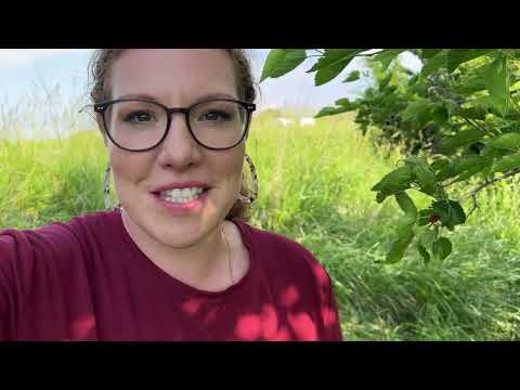 Mulberry Pie From Scratch: Tree to Table in 2 Hours!