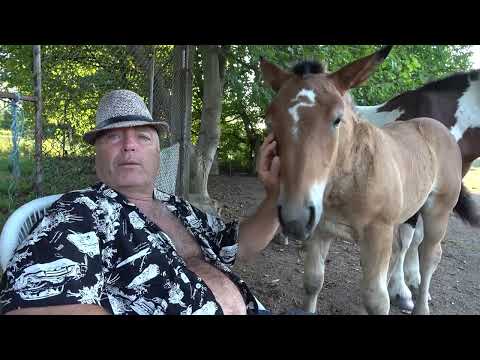 Caii lui Nea' Costel de la Cluj ep 172 - 2023 Nou!!!