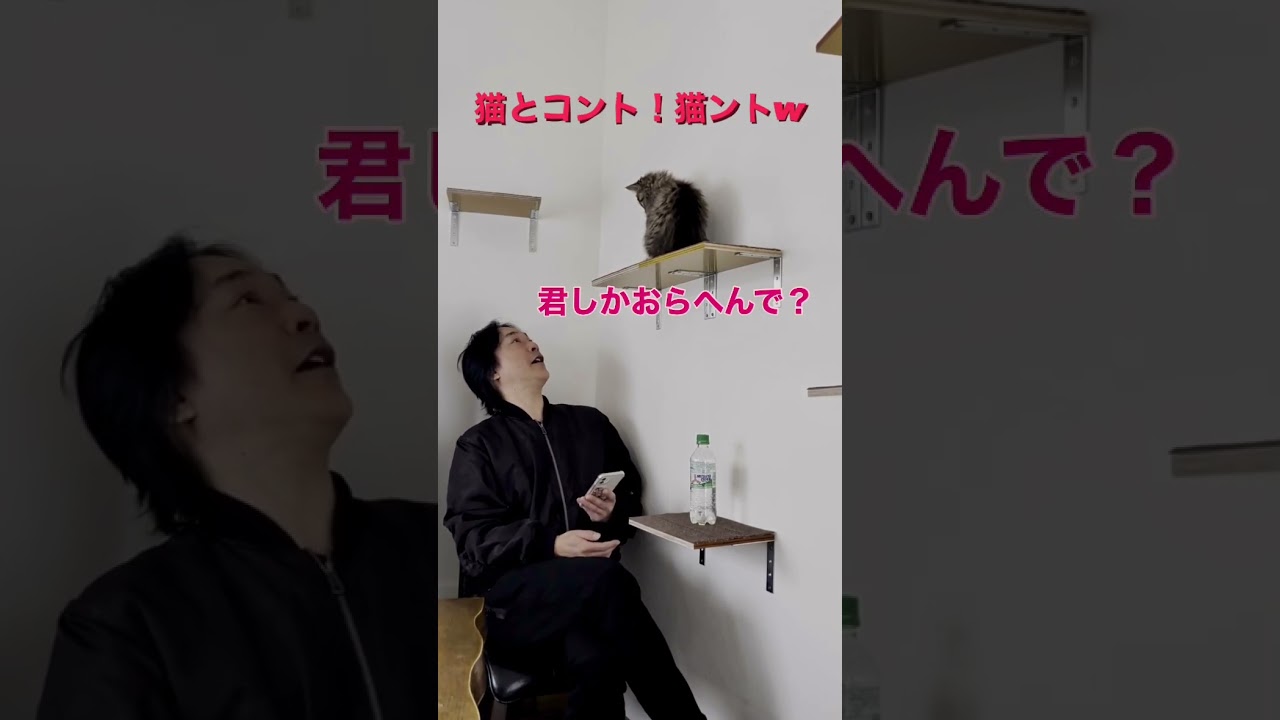 猫とコント！猫ントw  #猫  #猫のいる暮らし  #猫動画