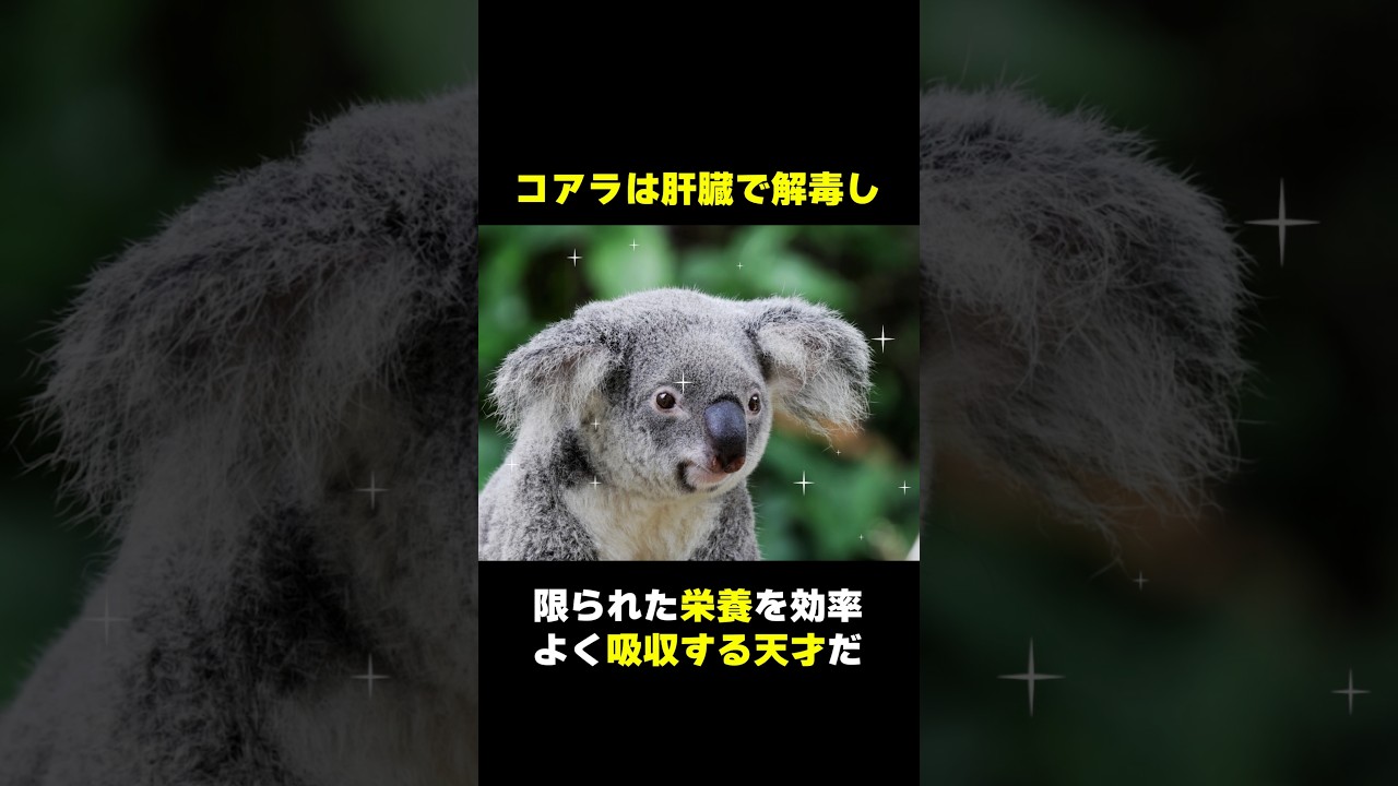 可愛すぎるコアラ#雑学 #動物 #マジか動物園
