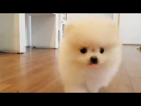 Cutest Dog Ever Caught on Camera 🐶❤️