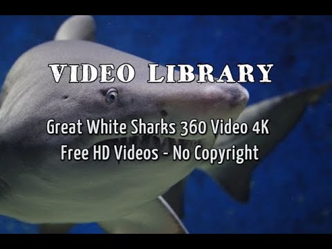 Great White Sharks 360 Video 4K Free HD Videos - No Copyright