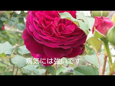 ラベンダー「ムンステッド」 植物